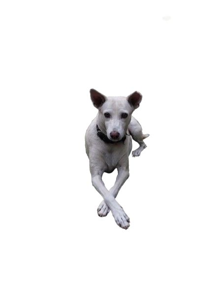 Pariah Dog LUCY